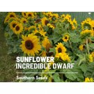 20 sunflower, incredible (dwarf) - seeds, heirloom flower (helianthus annuus)