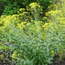 1 seeds oz. isatis tinctoria dyer's woad natrual dye plant & herb by wss bulk