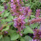 200 agastache seeds, hyssop, pinkish-purple flowers, hardy perennial