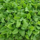 seeds 1000 prickly sow-thistle (sonchus asper) medicinal herb, microgreens