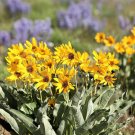 50 seeds arrowleaf balsamroot oregon sunflower balsamorhiza sagittata flower