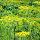 500 seeds dill bouquet popular bees butterflies birds cooking host plant non-gmo