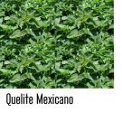 150 semillas quelite de campo mexicano quintonil raiz rosada organico quilite
