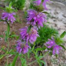 25 seeds lemon bee balm | monarda citriodora butterfly florida grown
