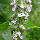 200 seeds lemon lemony catnip nepeta cataria citrodoria herb flower