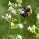 20 seeds calamint lesser calamintha nepeta officinalis herb white - lilac flower