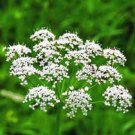 anise, heirloom, 25 seeds, smells great, unique flavor, herb, spice