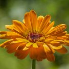 seeds 2,000 calendula officinalis (pot marigold) | non-gmo