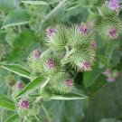 35 lesser burdock wildflower ~ seeds. arctium minus - seller ship