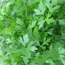 seeds 400 parsley italian plain leaf - fresh harvest for gardens