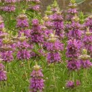 250 seeds lemon mint culinary garden herb monarda citriodora