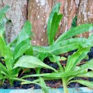 seeds culantro 35 (spiny coriander, recao)