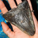 Genuine MEGALODON SHARK TOOTH Fossil - Fossilized Megalodon Shark Tooth