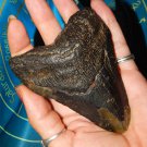 Genuine MEGALODON SHARK TOOTH Fossil - Fossilized Megalodon Shark Tooth