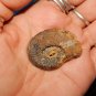 GENUINE HEMATITE AMMONITE - Whole Ammonite Fossilized as Hematite - Gemstones