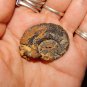 GENUINE HEMATITE AMMONITE - Whole Ammonite Fossilized as Hematite - Gemstones