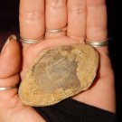 Genuine MOLLUSK SHELL FOSSILS - Real Fossilized Mollusk Shells - Miocene Era