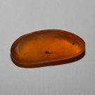 Genuine AMBER with INSECT FOSSIL Inclusions - Genuine Amber - Real Insect Fossil