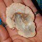 Genuine PETRIFIED WOOD Polished Slab - Petrified Wood Specimen