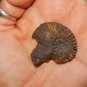 GENUINE HEMATITE AMMONITE - Whole Ammonite Fossilized as Hematite - Gemstones
