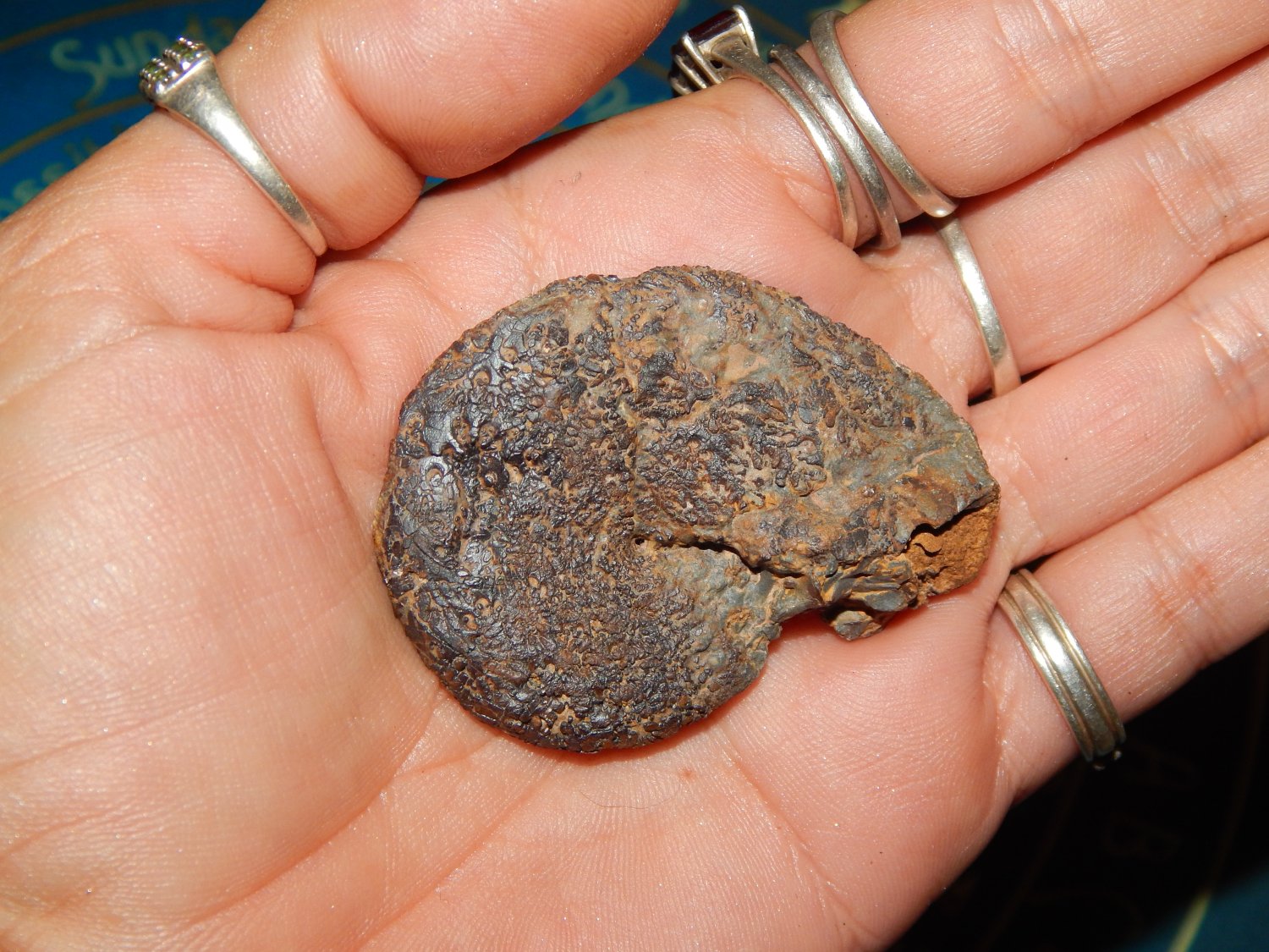 GENUINE HEMATITE AMMONITE - Whole Ammonite Fossilized as Hematite - Gemstones