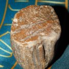 Genuine ROUGH PETRIFIED WOOD Specimen Stone - Beautiful Wood Grain Detail