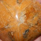 Genuine FOSSILIZED SAND DOLLAR - Sand Dollar Sea Biscuit Fossil