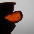 Genuine AMBER with INSECT FOSSIL Inclusions - Genuine Amber - Real Insect Fossil