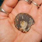 GENUINE HEMATITE AMMONITE - Whole Ammonite Fossilized as Hematite - Gemstones