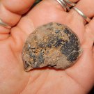 GENUINE HEMATITE AMMONITE - Whole Ammonite Fossilized as Hematite - Gemstones
