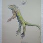Drawing Antique Finished to Watercolour Theme Naturalistic Animals Iguana P28