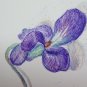 Drawing Pencil on Basket Years 40 Opera of Painter G.Pancaldi of Modena P28.7