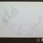 Deer Old Drawing Sketch Studio of Painter G.Pancaldi 1922-2014 P28.7