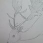 Deer Old Drawing Sketch Studio of Painter G.Pancaldi 1922-2014 P28.7