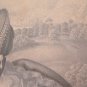 Engraving Antique Lithography On Basket Portrait Lady France End 800 Beginning