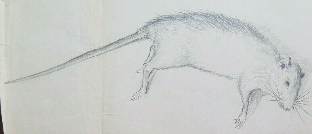Mouse Old Drawing Sketch Studio Of Painter G.Pancaldi 1922-2014 P28.7