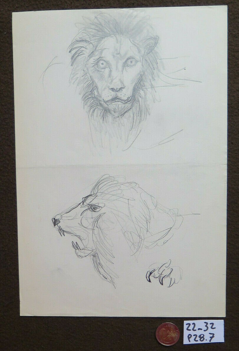Lion Old Drawing Sketch Studio Of Painter G.Pancaldi 1922-2014 P28.7