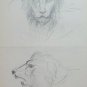 Lion Old Drawing Sketch Studio Of Painter G.Pancaldi 1922-2014 P28.7