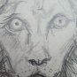 Lion Old Drawing Sketch Studio Of Painter G.Pancaldi 1922-2014 P28.7