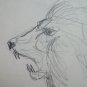 Lion Old Drawing Sketch Studio Of Painter G.Pancaldi 1922-2014 P28.7