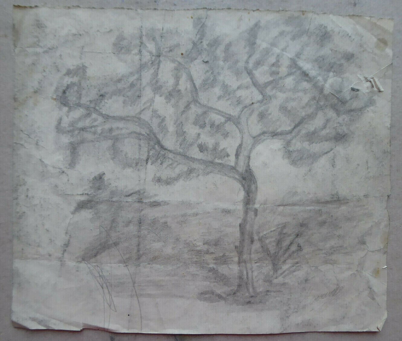 Tree For Fruit Old Sketch Pencil On paper Signed Drawing Spain MD10