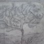 Tree For Fruit Old Sketch Pencil On paper Signed Drawing Spain MD10