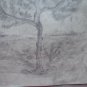 Tree For Fruit Old Sketch Pencil On paper Signed Drawing Spain MD10