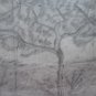 Tree For Fruit Old Sketch Pencil On paper Signed Drawing Spain MD10