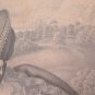 Engraving Antique Lithography On paper Portrait Lady France End 800 Start 900 X9