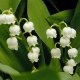 Scented Oil