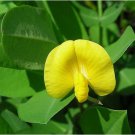 Neysastore 5 PERENNIAL PEANUT Pinto Ground Cover Yellow Flower Seeds