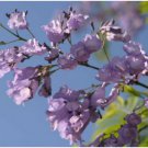 Neysastore 25 BLUE JACARANDA Mimosifolia Fern Flower Seeds