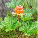 Neysastore 10 CLOUDBERRY Bake Apple Berry Rubus Chamaemorus Fruit Seeds