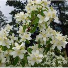 Neysastore 20 MOCK ORANGE Sweet English Dogwood Philadelphus seeds
